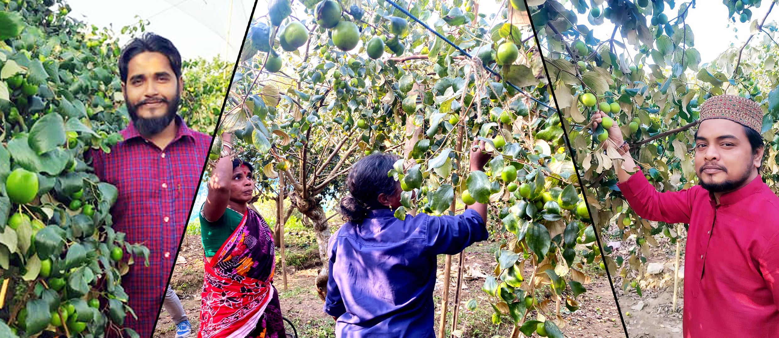 কমলগঞ্জে বরই চাষে সফল আজাদুর